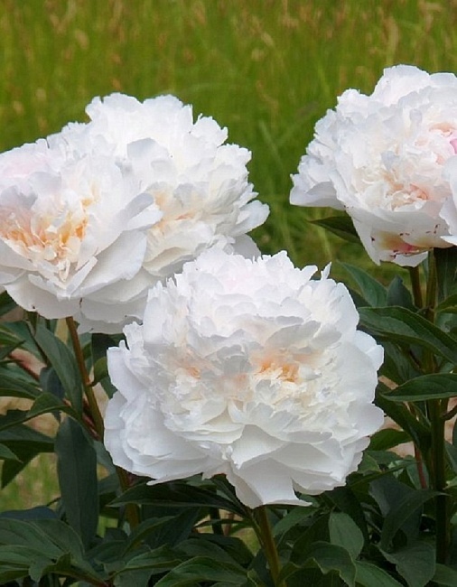 Пион травянистый Сноу Суприм